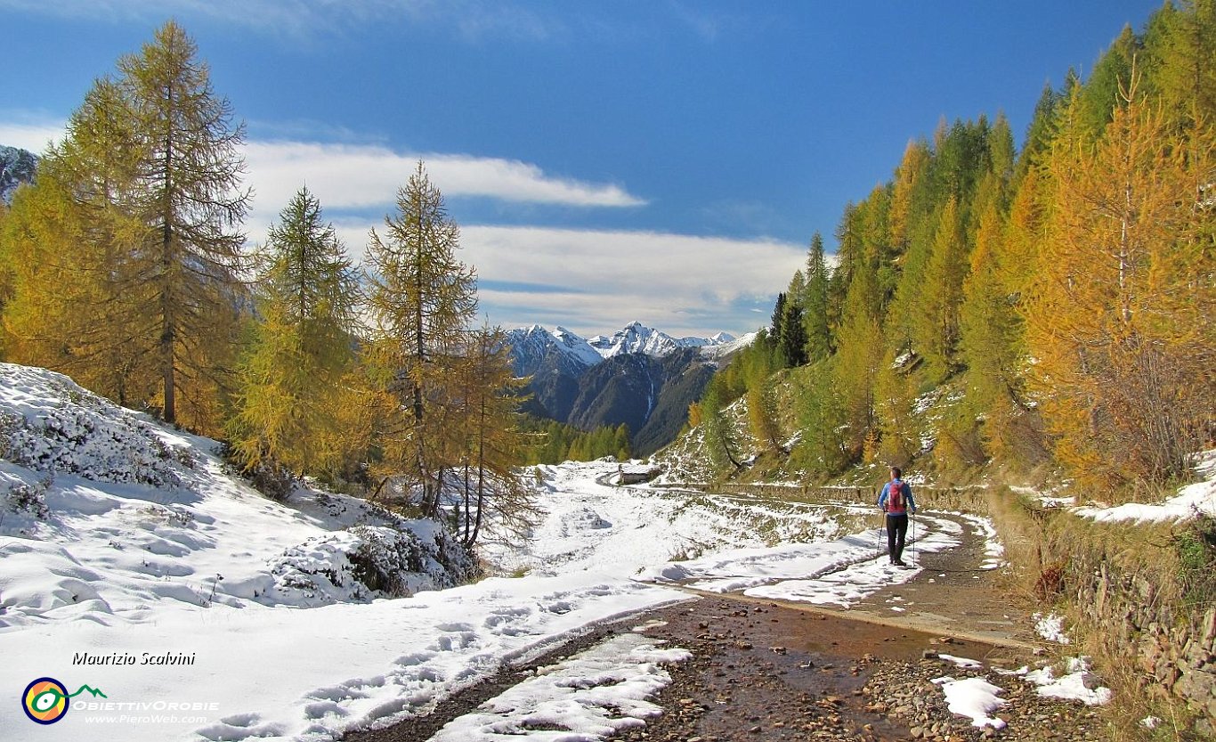 62 Si scende tra neve e larici dorati....JPG